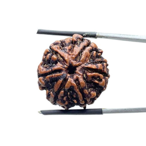 Collector 6 Mukhi Rudraksha Nepal ( 23.30MM)