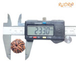 Collector 6 Mukhi Rudraksha Nepal ( 23.30MM)