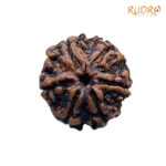 Collector 6 Mukhi Rudraksha Nepal ( 23.30MM)
