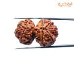 Alternative view of Gauri Shankar Rudraksha ( 32.63 MM )