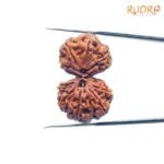 Gauri-Shankar-Rudraksha-32.63-Mm-Fp-C.jpg