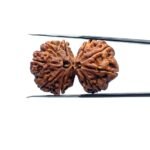Gauri-Shankar-Rudraksha-32.63-MM-MP-C.jpg