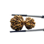 Gauri Shankar Rudraksha ( 33.02 MM )