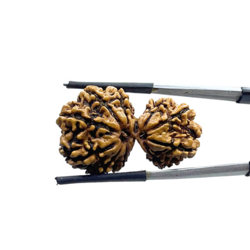Gauri Shankar Rudraksha ( 33.02 MM )