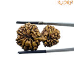 Gauri Shankar Rudraksha ( 33.02 MM )