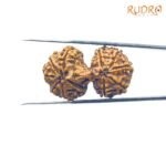 Gaurishankar-Rudraksha-Nepal-35.11-MM-BPC.jpg