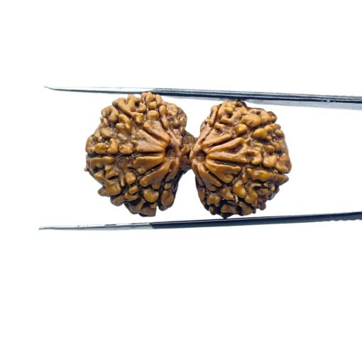 Gaurishankar-Rudraksha-Nepal-35.11-Mm-Mp-C.jpg