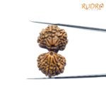 Gaurishankar Rudraksha Nepal (35.11 Mm)