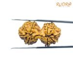 Lab-Certified-Gauri-Shankar-Rudraksha-32.88-MM-BP-C.jpg
