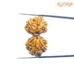 Lab-Certified-Gauri-Shankar-Rudraksha-32.88-Mm-Sp-C.jpg