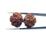 Original-Gauri-Shankar-Rudraksha-36.53-MM-MP-C.jpg