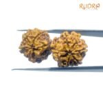 X-Ray-Gaurishankar-Rudraksha-Nepal-33.53-MM-BP-C.jpg