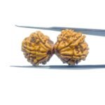 X-Ray-Gaurishankar-Rudraksha-Nepal-33.53-MM-MP-C.jpg