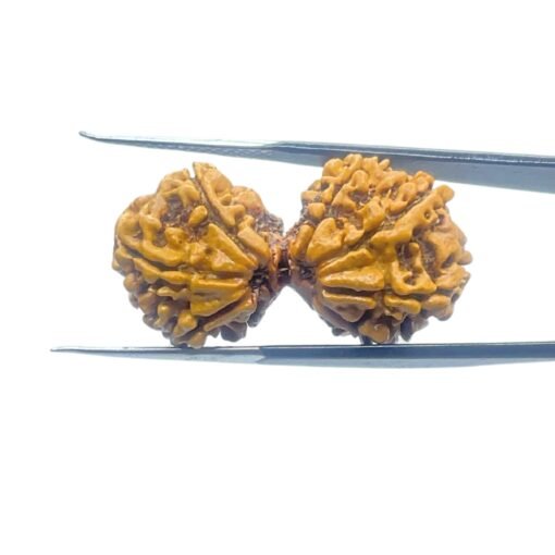 X-Ray-Gaurishankar-Rudraksha-Nepal-33.53-Mm-Mp-C.jpg