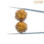 X-Ray-Gaurishankar-Rudraksha-Nepal-33.53-Mm-Sp-C.jpg