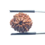 8 Mukhi Nepal Rudraksha - (17.75 MM)