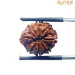8 Mukhi Nepal Rudraksha - (17.75 MM)