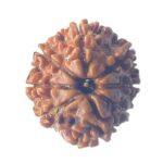 8 Mukhi Nepal Rudraksha - (17.75 MM)