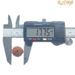 8 Mukhi Nepal Rudraksha - (17.75 MM)
