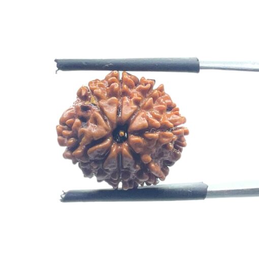 8 Mukhi Nepal Rudraksha - (17.75 MM)