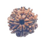 8 Mukhi Nepal Rudraksha - (18.20 MM)
