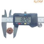 8 Mukhi Nepal Rudraksha - (18.20 MM)