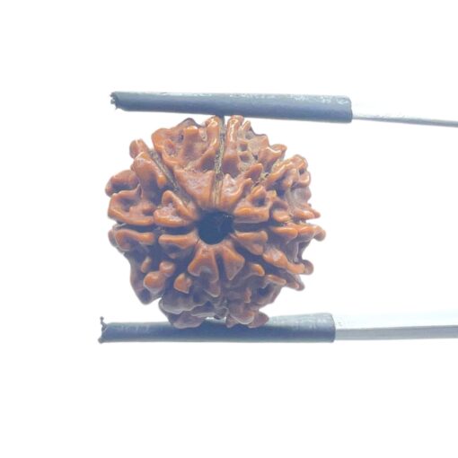 8 Mukhi Nepal Rudraksha - (18.20 MM)