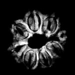 8 Mukhi Nepal Rudraksha - (18.20 MM)