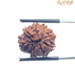 8 Mukhi Nepal Rudraksha - (18.95 MM)