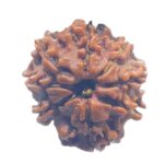 8 Mukhi Nepal Rudraksha - (18.95 MM)
