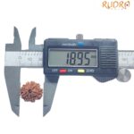 8 Mukhi Nepal Rudraksha - (18.95 MM)