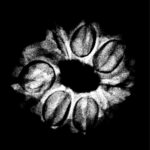 8 Mukhi Nepal Rudraksha - (18.95 MM) x-ray