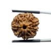 8 Mukhi Nepal Rudraksha - (20.28 Mm )