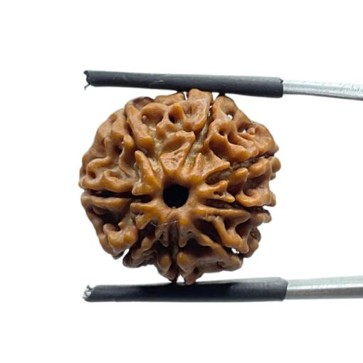8 Mukhi Nepal Rudraksha - (20.28 MM )