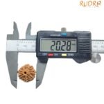 8 Mukhi Nepal Rudraksha - (20.28 Mm )