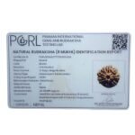 8 Mukhi Nepal Rudraksha - (20.28 MM )