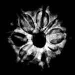 8 Mukhi Nepal Rudraksha - (20.28 Mm ) X-Ray