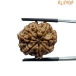 8 Mukhi Nepal Rudraksha - (21.48 MM)