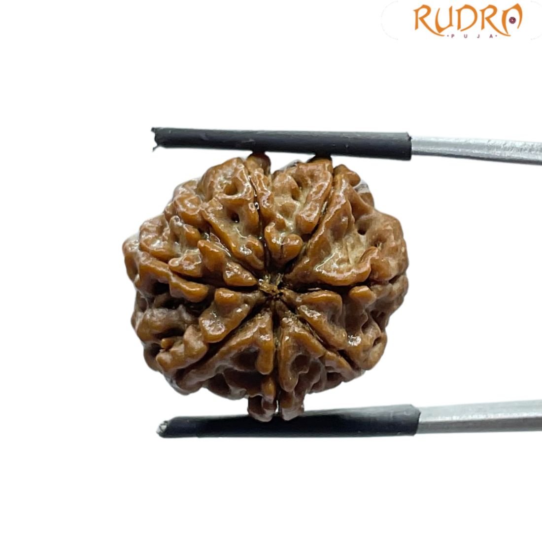 8 Mukhi Nepal Rudraksha - (21.48 Mm) - (Rudrapuja) 2 8 Mukhi Nepal Rudraksha - (21.48 Mm)
