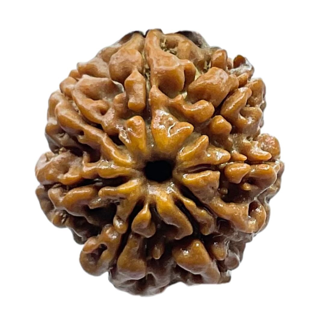8 Mukhi Nepal Rudraksha - (21.48 Mm) - (Rudrapuja) 3 8 Mukhi Nepal Rudraksha - (21.48 Mm)
