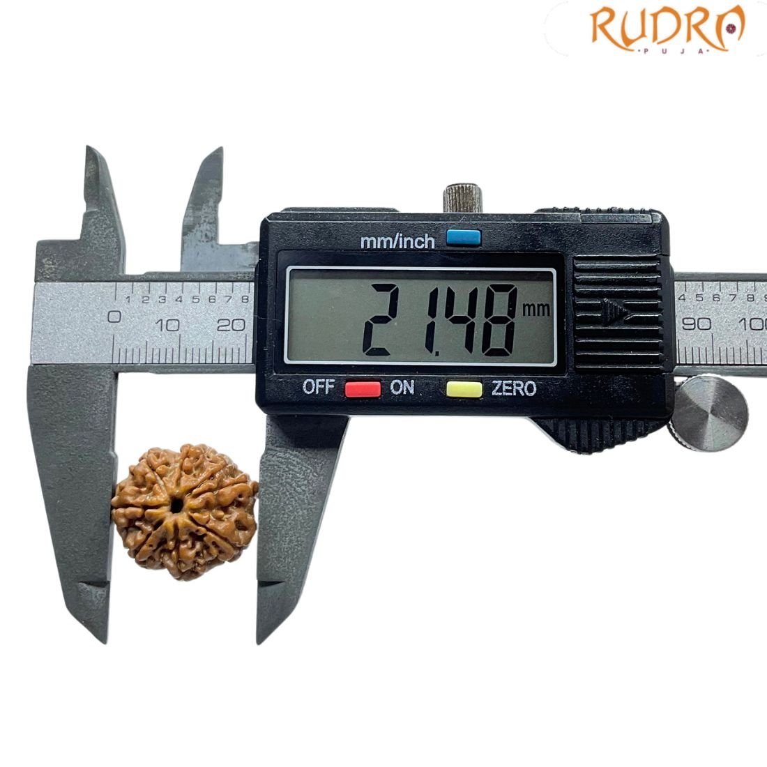 8 Mukhi Nepal Rudraksha - (21.48 Mm) - (Rudrapuja) 4 8 Mukhi Nepal Rudraksha - (21.48 Mm)