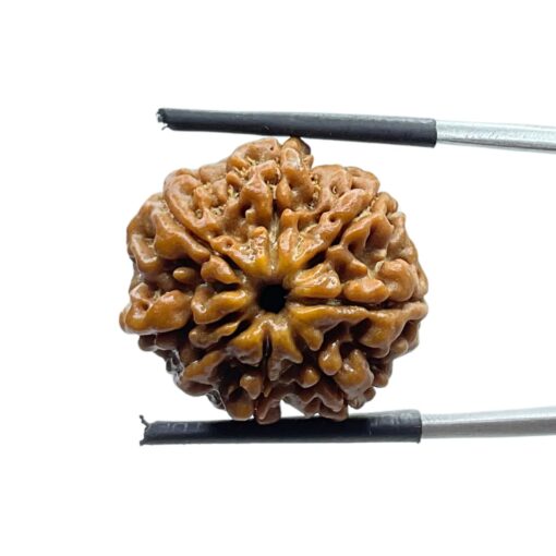 8 Mukhi Nepal Rudraksha - (21.48 MM)