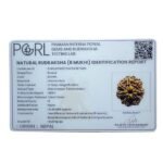 8 Mukhi Nepal Rudraksha - (21.48 MM)