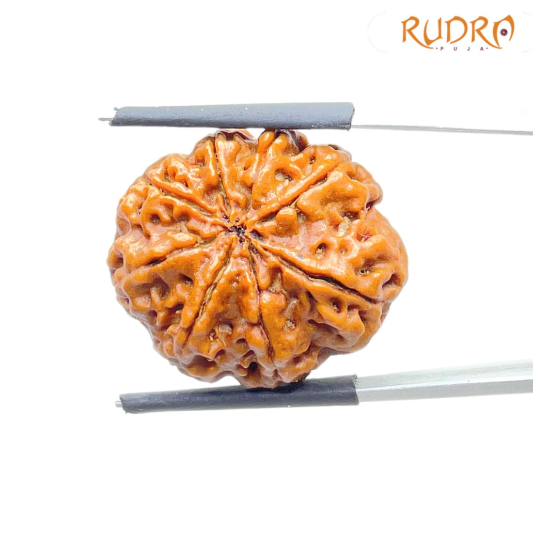 8 Mukhi Nepal Rudraksha - (24.38 MM) - (Rudrapuja)
