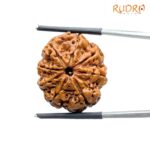 8 Mukhi Nepal Rudraksha - (24.38 MM) - (Rudrapuja)