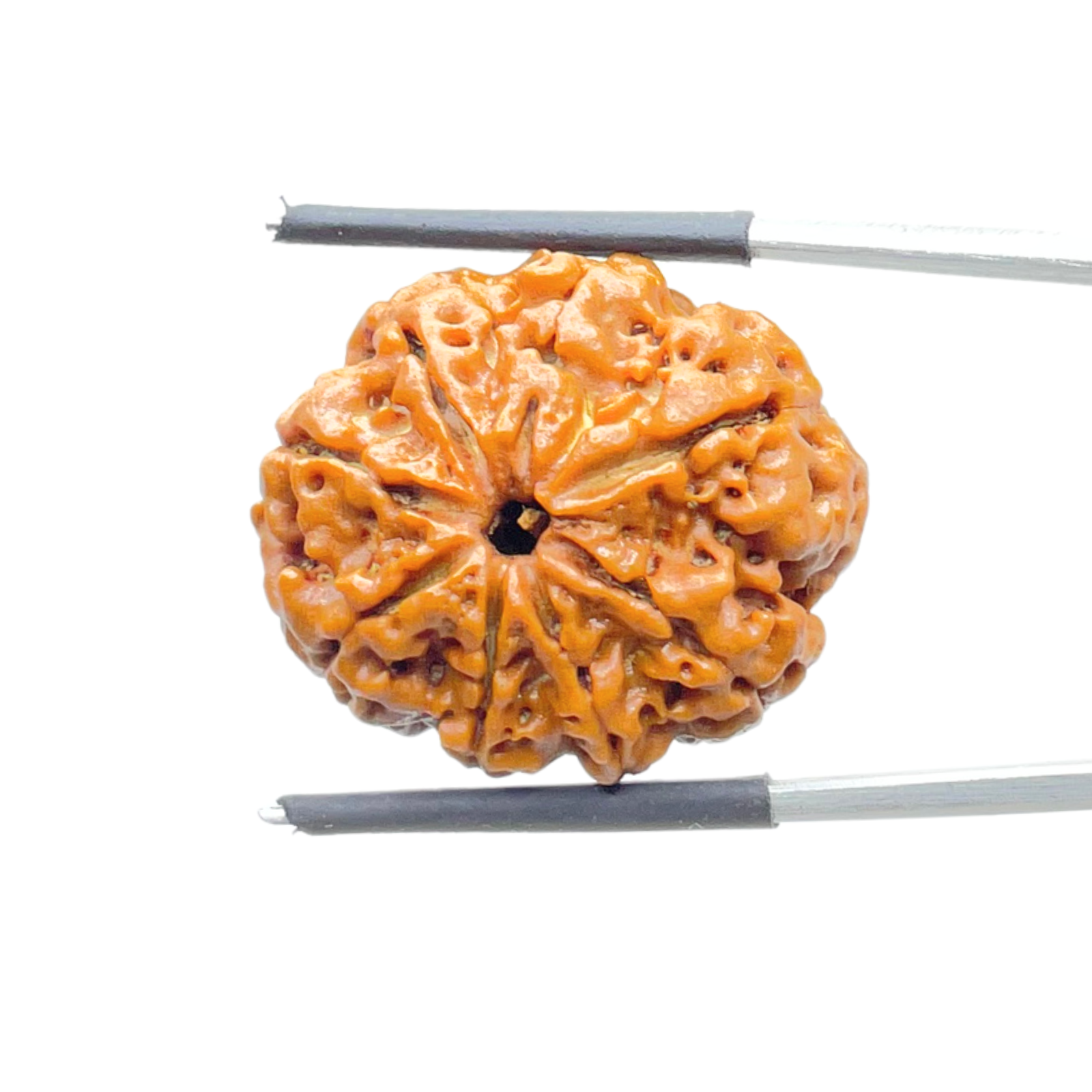 8 Mukhi Nepal Rudraksha - (24.38 MM) - (Rudrapuja)