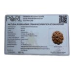 8 Mukhi Nepal Rudraksha - (24.38 MM)