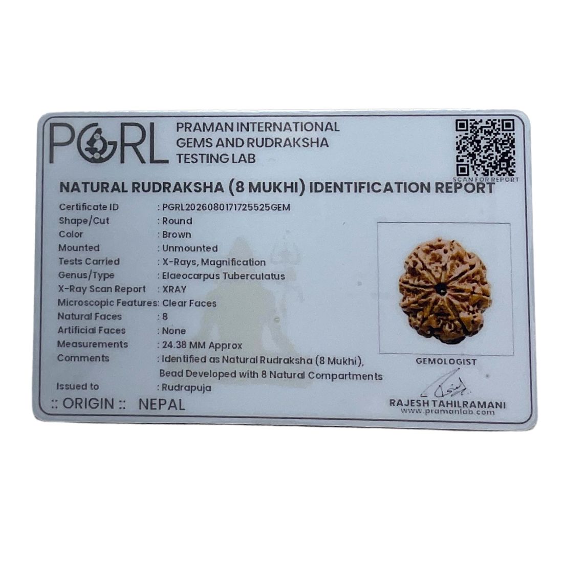 8 Mukhi Nepal Rudraksha - (24.38 MM)