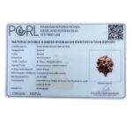 Double Ganesh Rudraksha 19.37 MM