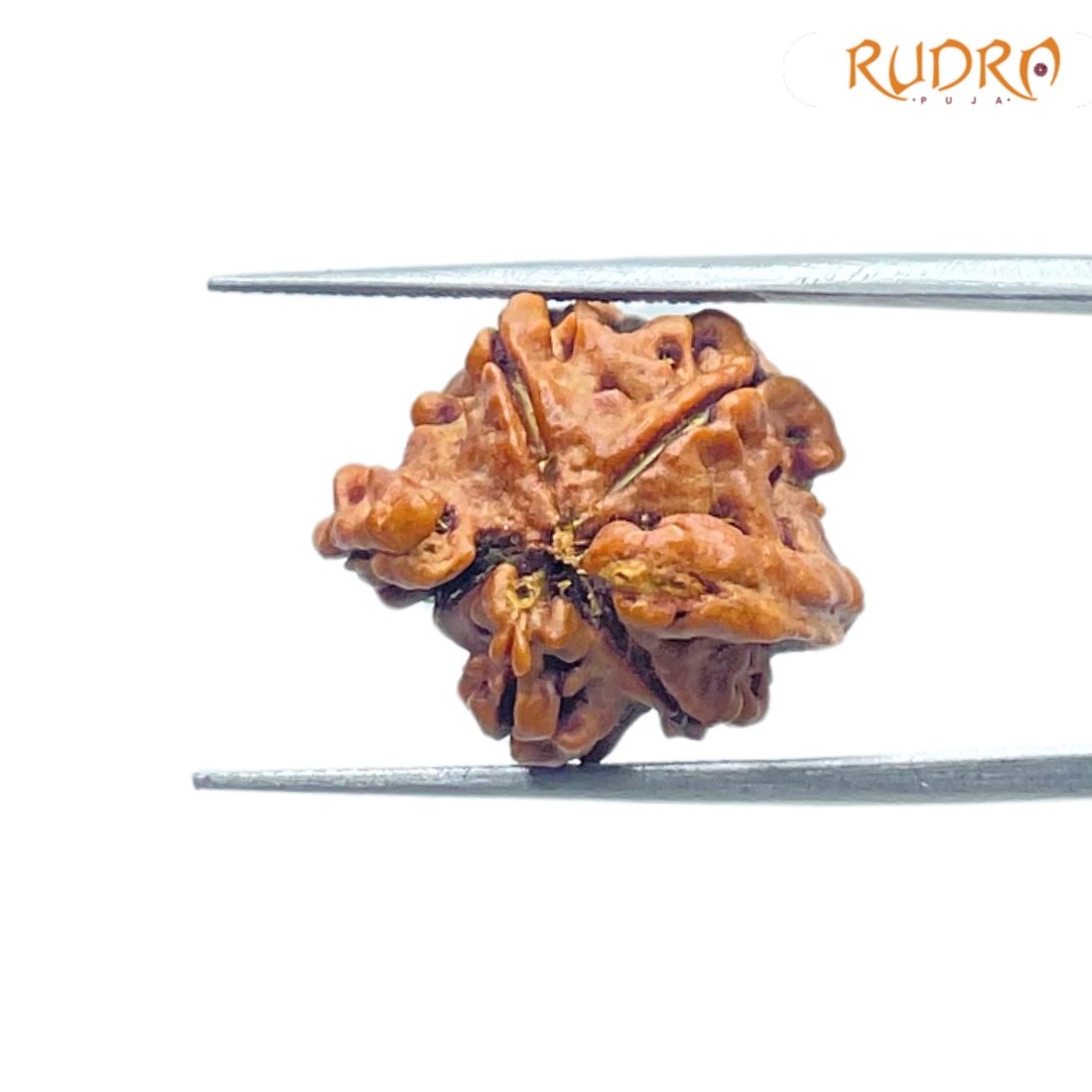 Double Ganesha Rudraksha - (18.10 MM) - (Rudrapuja)